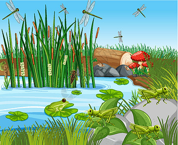 池塘里有许多青蛙和蜻蜓昆虫野生动物生态森林环境液体丛林风景哺乳动物插图图片