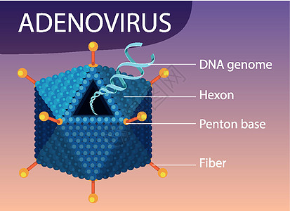 病毒图标背景上的腺病毒结构图绘画横幅状况感染科学海报图表微生物学疾病教育图片