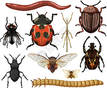 在白色背景上分离的不同昆虫集合科学教育团体收藏生理甲虫飞行生物学蜘蛛螳螂背景图片
