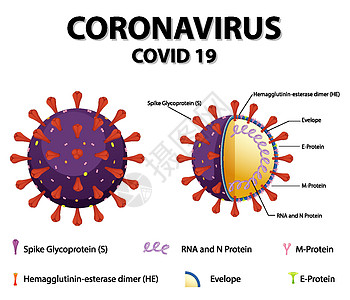冠状病毒颗粒结构图信息致命死亡插图卡通片图表绘画肺炎疾病染色体图片