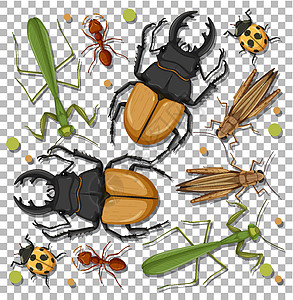 透明背景上的一组不同昆虫漏洞蚂蚁蜜蜂纺织品航班卡通片异国动物蟋蟀野生动物图片