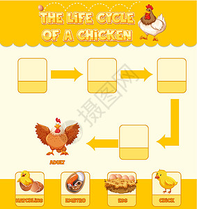 显示 Chicke 生命周期的图表胚胎自行车运输插图环境动物群夹子生物绘画羽毛图片