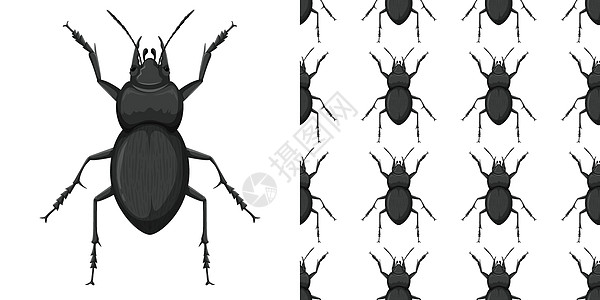孤立在白色背景上的甲虫科和甲虫科无缝钢管图片