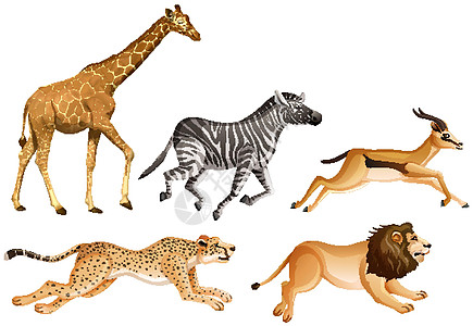 白色背景上的一组野生动物跑步慢跑卡通片国王赛车捕食者环境活动狮子哺乳动物图片