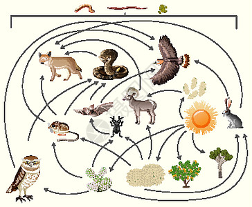 食物链描述了谁在白色背景下在野外吃谁夹子生活教育插图消费者生物学学习捕食者图表环境图片