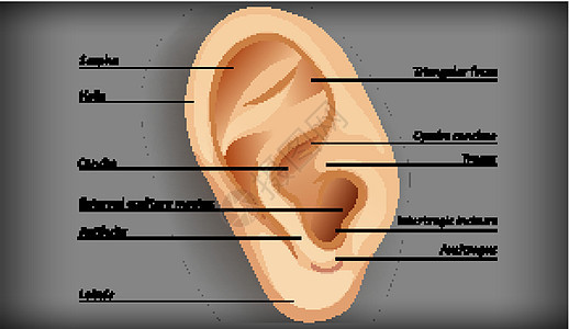 外耳解剖生理耳屏药品切口螺旋听觉三角形医疗科学卡通片图片