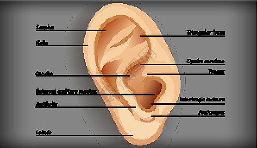 外耳解剖生理耳屏药品切口螺旋听觉三角形医疗科学卡通片背景图片