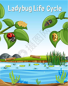 沼泽场景中的瓢虫生命周期字体图片