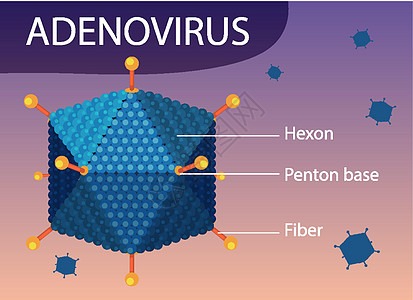 病毒图标背景上的腺病毒结构图学习绘画图表疾病插图海报状况纤维微生物学药品图片