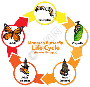 Butterfl 生命周期图图片