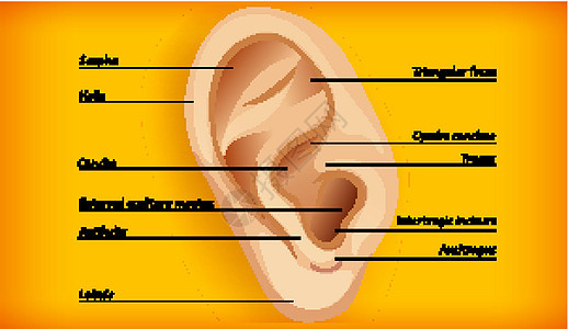 外耳解剖生理耳屏艺术微生物学听觉鼻道医疗药品生物学螺旋图片
