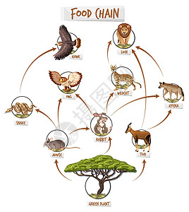 树图食物链图概念荒野生态哺乳动物思维导图生活消费者森林动物图表国王插画