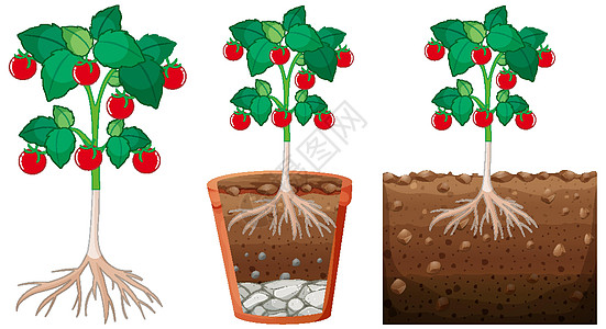 一套番茄植株图片