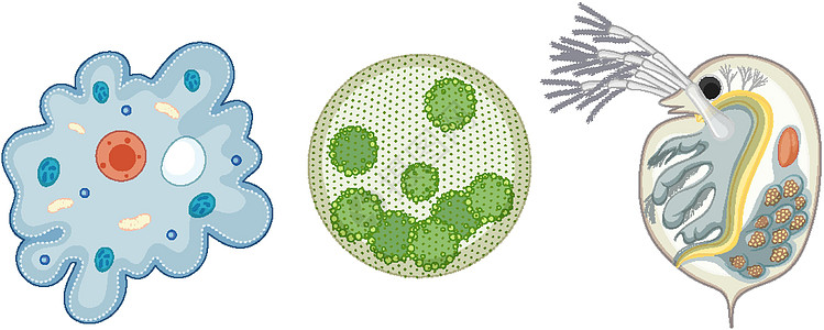 在白色背景上分离的一组单细胞生物图片