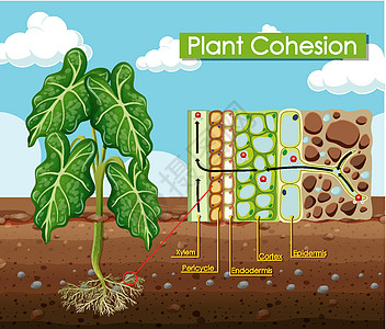 显示植物内聚力的图表学习生物旅行教育生物学卡通片夹子中枢插图木质部图片