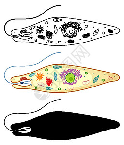 裸藻的颜色和白色背景上的涂鸦植物环境科学细胞学习卡通片素描教育框架鞭毛图片