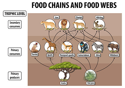 食物网和食物链图的生物学教育海报动物群生活消费者动物意义存活植物卡通片生物图表图片