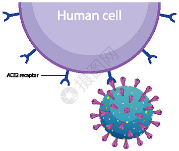 信息丰富的人类细胞和冠状病毒图药品女性男性绘画致命生物科学插图疾病解剖学图片