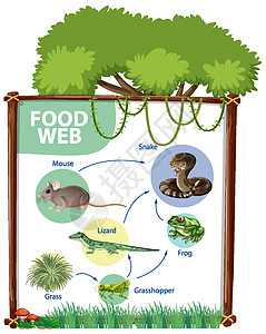食物链图概念生物学科学图表丛林生活插图消费者绘画生物制作人图片