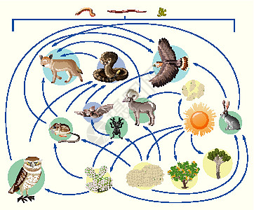 食物链描述了谁在白色背景下在野外吃谁生活网络绘画荒野食物运输科学学校生物学动物图片