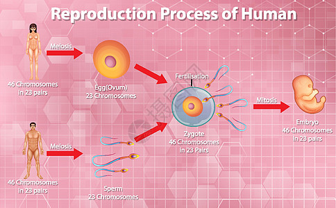 人类的生殖过程胚胎女士女孩绘画夹子女性染色体卡通片卵子精子图片