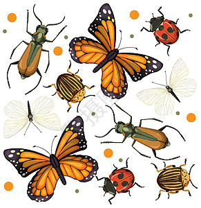 白色背景上的一组不同昆虫蜻蜓翅膀苍蝇生物甲虫收藏飞行蝴蝶航班插图图片