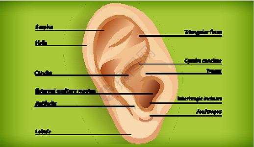 外耳解剖铜锣医疗水舟耳屏卡通片听觉药品螺旋三角形微生物学图片