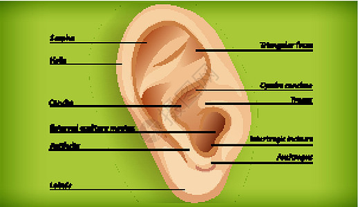 外耳解剖铜锣医疗水舟耳屏卡通片听觉药品螺旋三角形微生物学背景图片