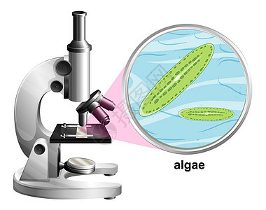白背景藻类解剖结构显微镜图片