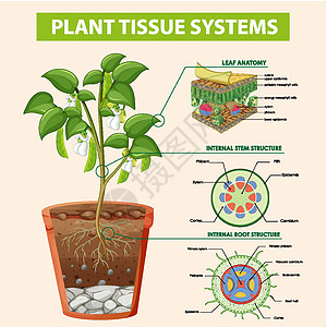 显示植物组织系统的图表生活卡通片环境旅行细胞科学车辆生物夹子表皮图片