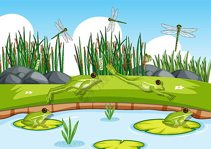 池塘里有许多青蛙和蜻蜓风景两栖动物液体生态植物场景野生动物森林生物图片