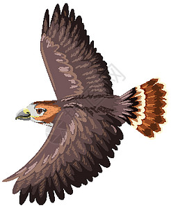 孤立在白色背景上的红尾鹰图片