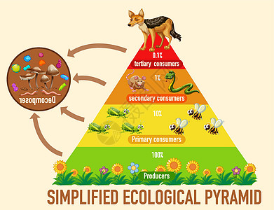 科学简化的生态金字塔植物意义活力食肉绘画生物图表生活动物群捕食者图片