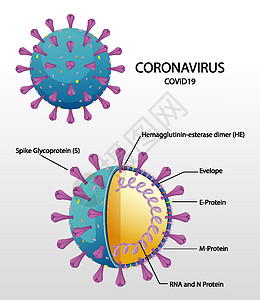 冠状病毒颗粒结构图图表卡通片致命绘画染色体症状尖刺状况基因组信息图片