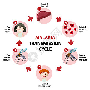 疟疾传播周期信息 infographi卫生呕吐全世界标识疾病插图动物框架漏洞保健图片