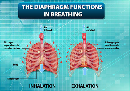 隔膜在呼吸中起作用教育学习微生物学生理绘画药品气管生物学肌肉解剖学图片