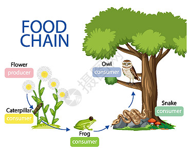 食物链图概念图表消费者木头教育插图生物学生活卡通片动物园森林图片