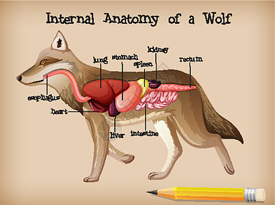 狼的内部解剖绘画动物群生活身体病理生物学卡通片图表动物艺术图片