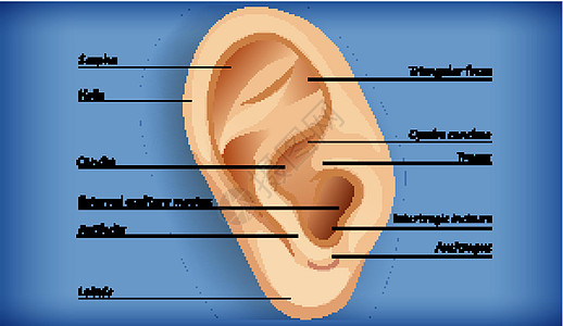 外耳解剖耳屏卡通片生理药品病理生物学铜锣艺术切口微生物学图片