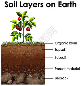 显示地球上土壤层的图表全球卵石植物插图环境艺术卡通片白色绘画世界图片
