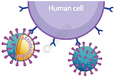 信息丰富的人类细胞和冠状病毒图流感生活科学教育传播微生物学插图药品图表绘画图片