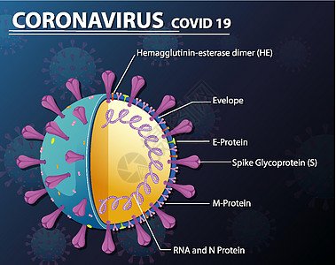 冠状病毒颗粒结构图尖刺卡通片疾病插图信息致命绘画图表死亡肺炎图片
