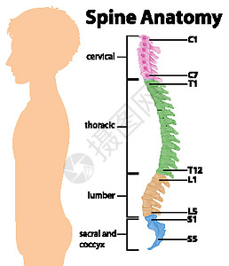 脊柱或脊柱曲线的解剖学胸椎生理肌肉插图腰椎学习科学骶骨药品绳索图片