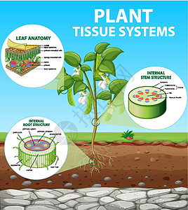 显示植物组织系统的图表病理细胞运输环境夹子学习生物学解剖学插图卡通片图片