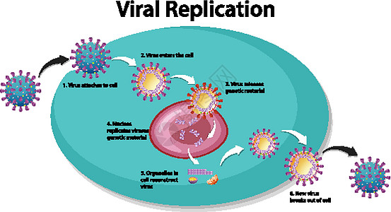 用于教育的病毒复制信息图图片