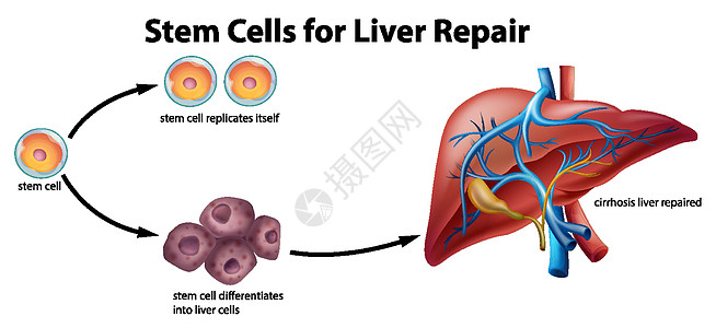用于肝脏修复的干细胞图片