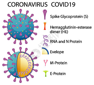 冠状病毒颗粒结构图状况流感药品肺炎基因组染色体疾病图表绘画死亡图片