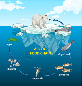 北极美食圈北极熊和海豹高清图片