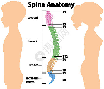 白色背景上的人体脊柱解剖图片