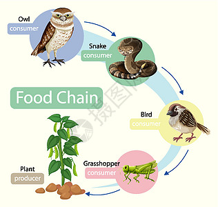 食物链图概念图表环境动物园荒野绘画森林生物学习生物学卡通片图片